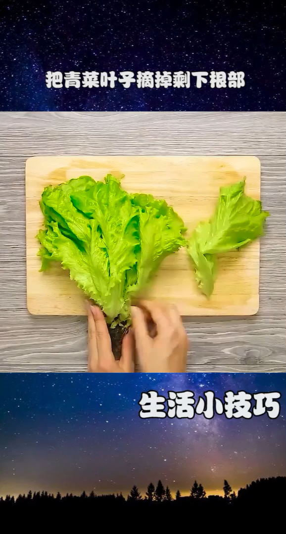 自己在家也能种青菜啦