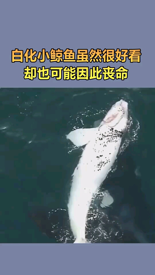 白化小鲸鱼虽然很好看,但这个颜色更容易被猎食者发现