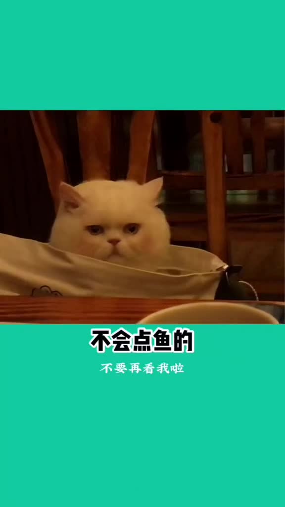 带球球去美容恭喜球球喜提新鞋好累的一天vlogo猫