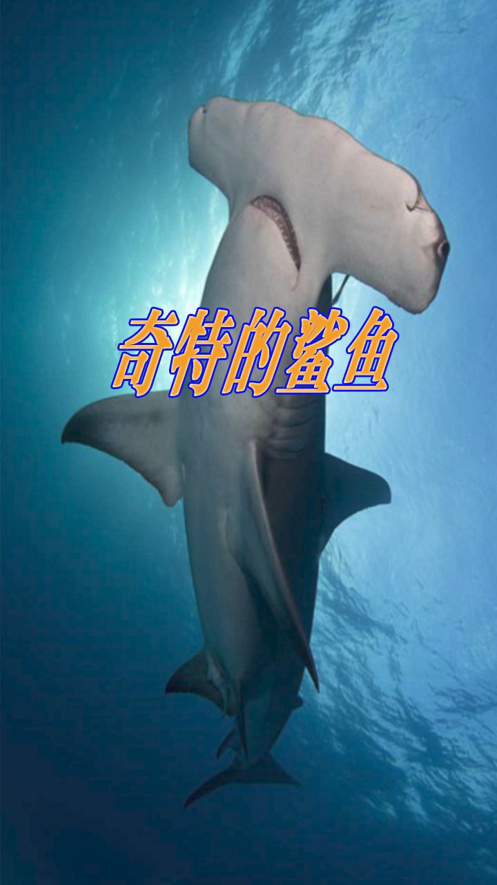 最奇特的鲨鱼,跟个锤子一样
