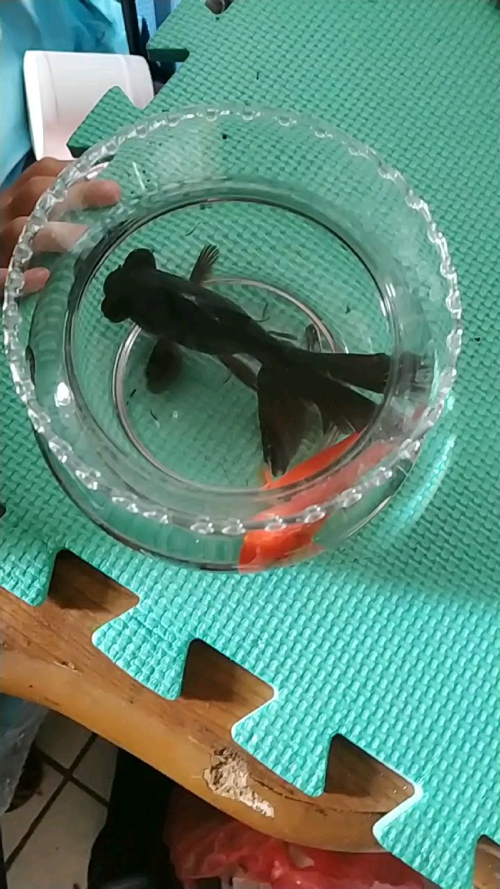 小宝老爷给买的鱼