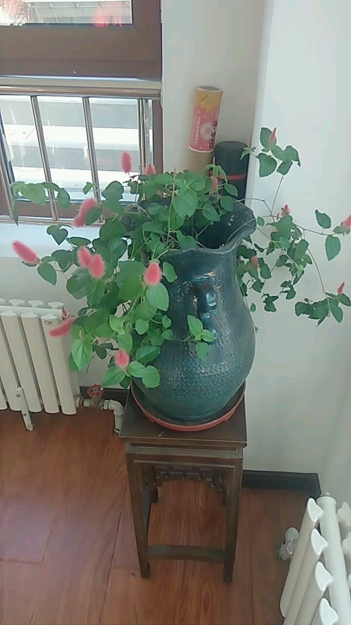 红尾铁苋