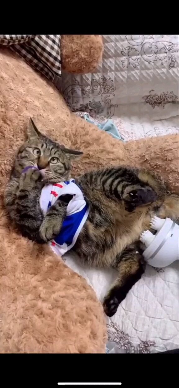 #猫#好吃到变斗鸡眼