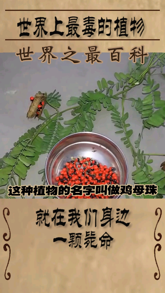 世界上最毒的植物,就在我们身边,一颗毙命,看到千万不要吃