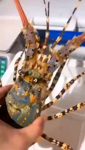 锦绣大花龙深海好货!个头大,肉质肥美嫩滑～到手来个清蒸,蒸蒜蓉,煲龙虾粥