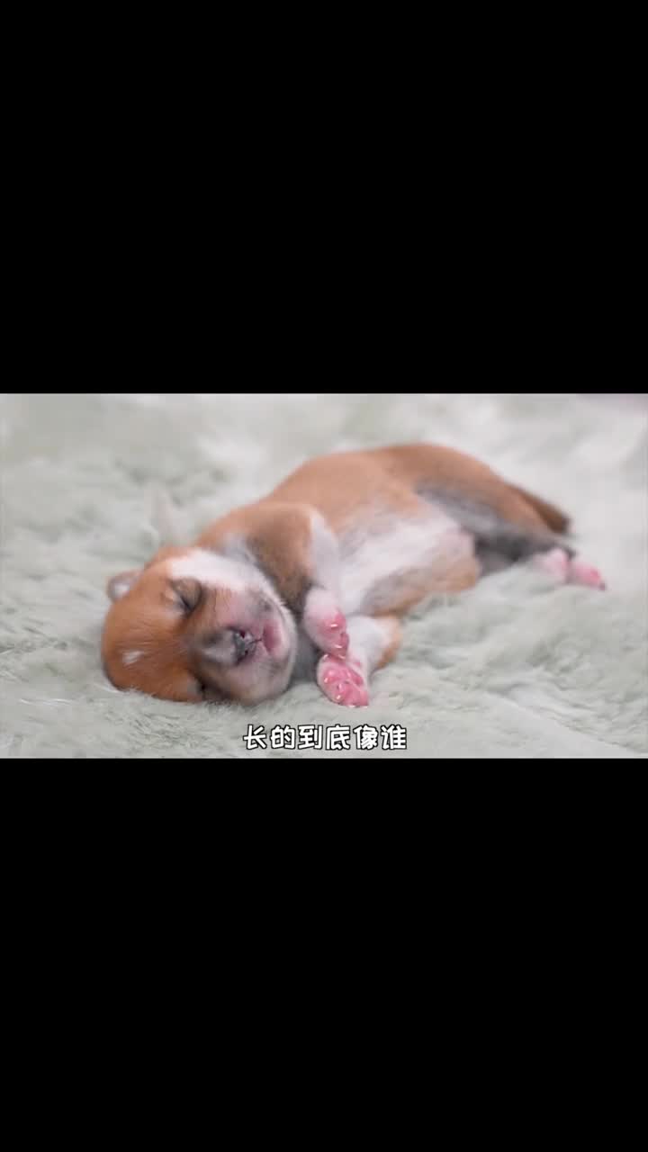 看看柴犬和柯基的混血小狗,长的像谁?