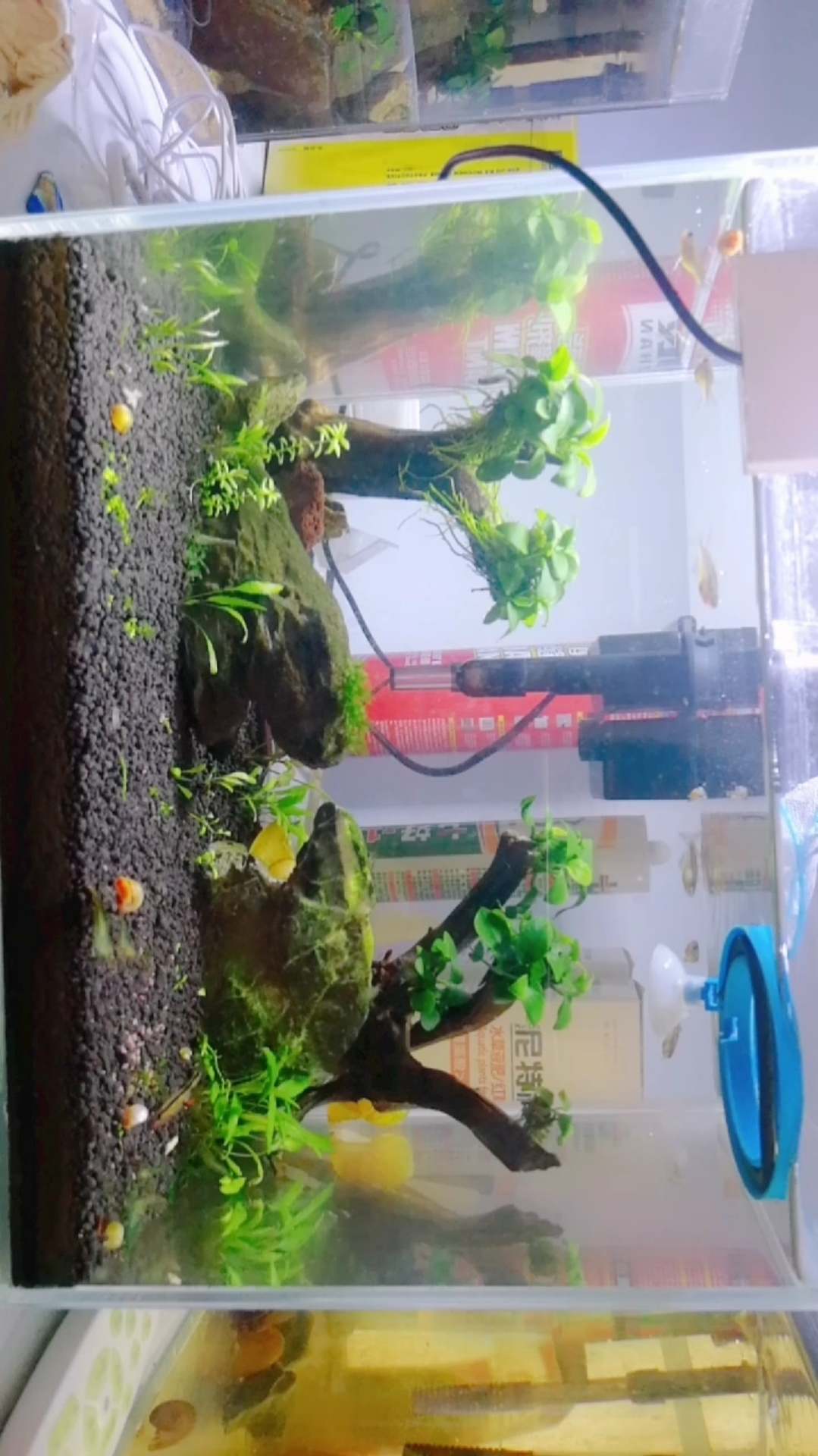 #抗暑大作战#漂亮的霓虹燕子,清爽的水溶,感觉到没有淡淡的清凉。