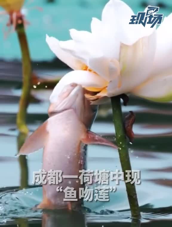 成都一荷塘出现“鱼吃荷花”景观,抓拍精彩瞬间