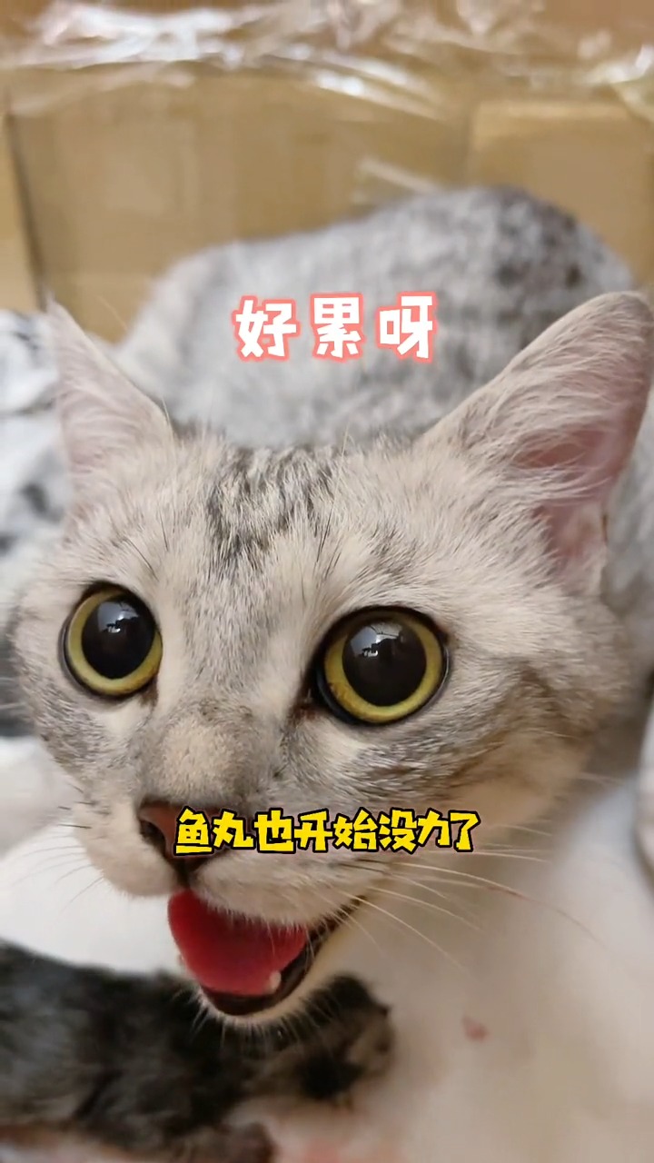 #我家萌宠成精了#鱼丸生宝宝啦！汤圆实现了三代同堂～帮宝宝取什么名字好呀？