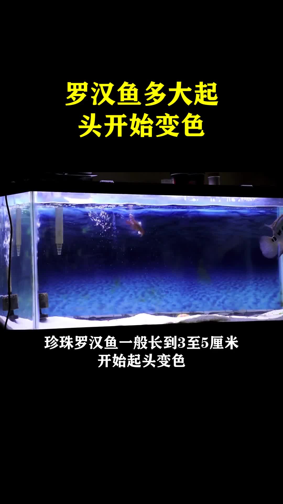 罗汉鱼多大起头开始变色