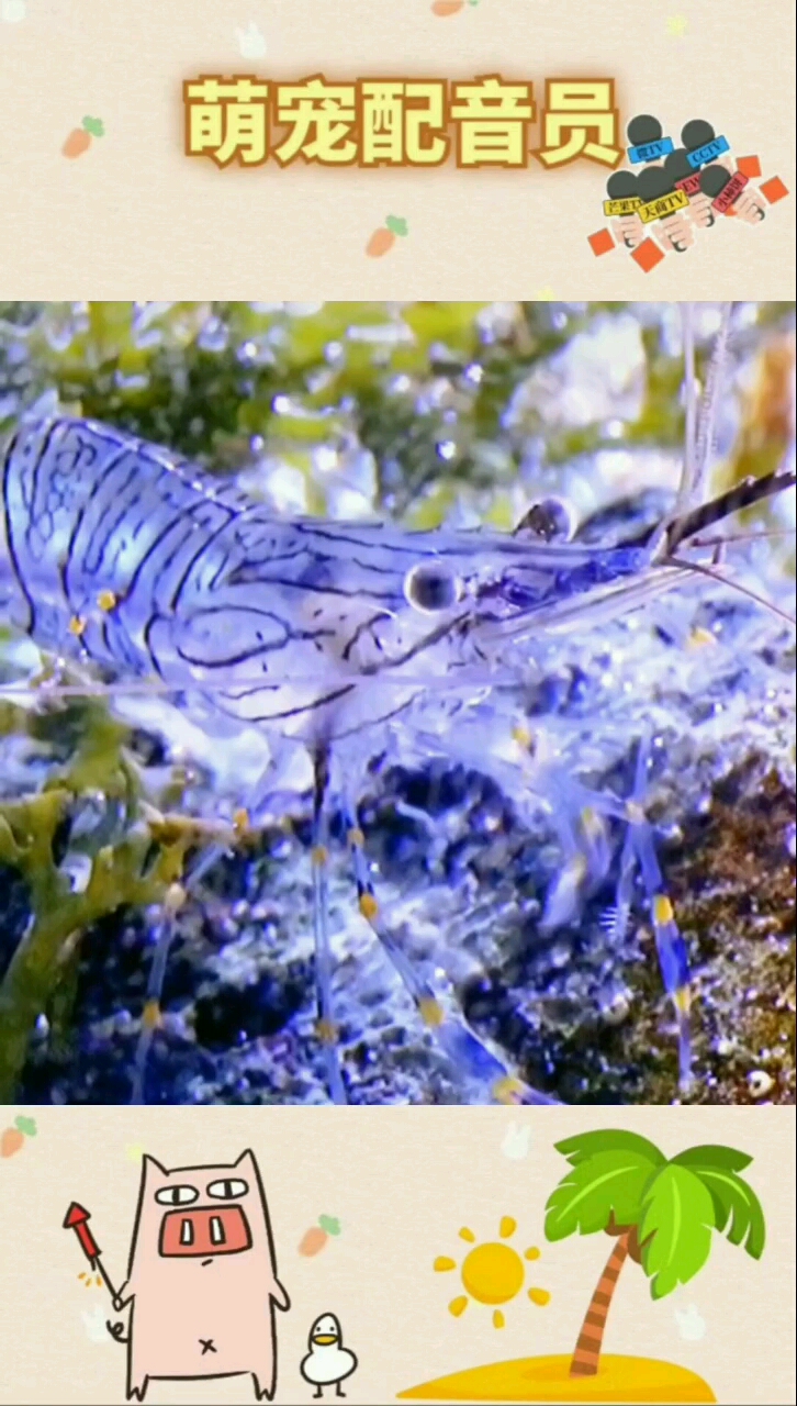小虾洗澡澡
