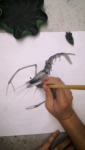 国画虾画法
