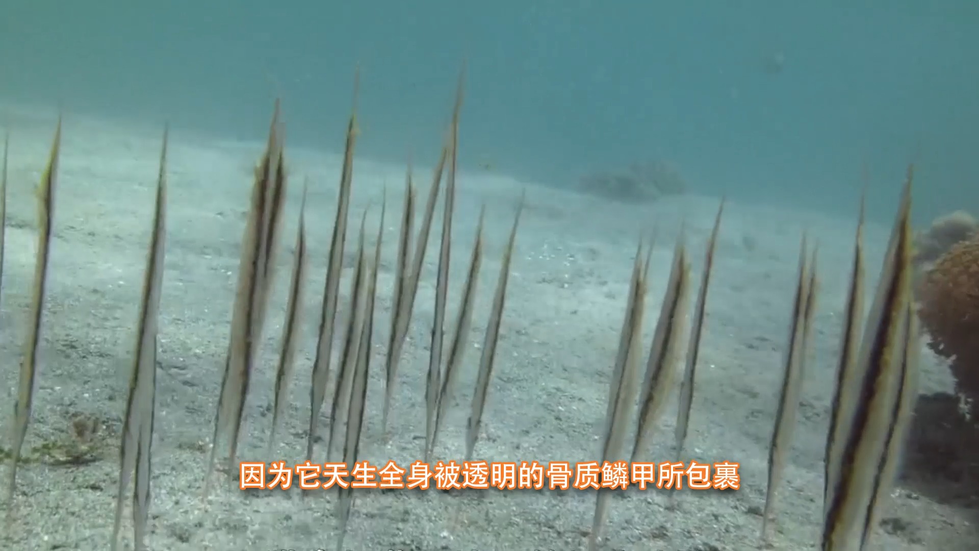 #动画##深海大冒险#【宝贝喵】有一种鱼长的竟像刀,这么特别,它是谁呢?