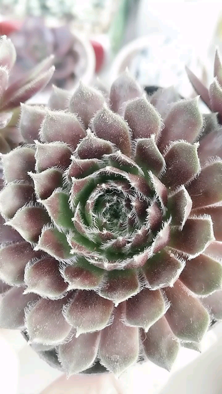 紫牡丹