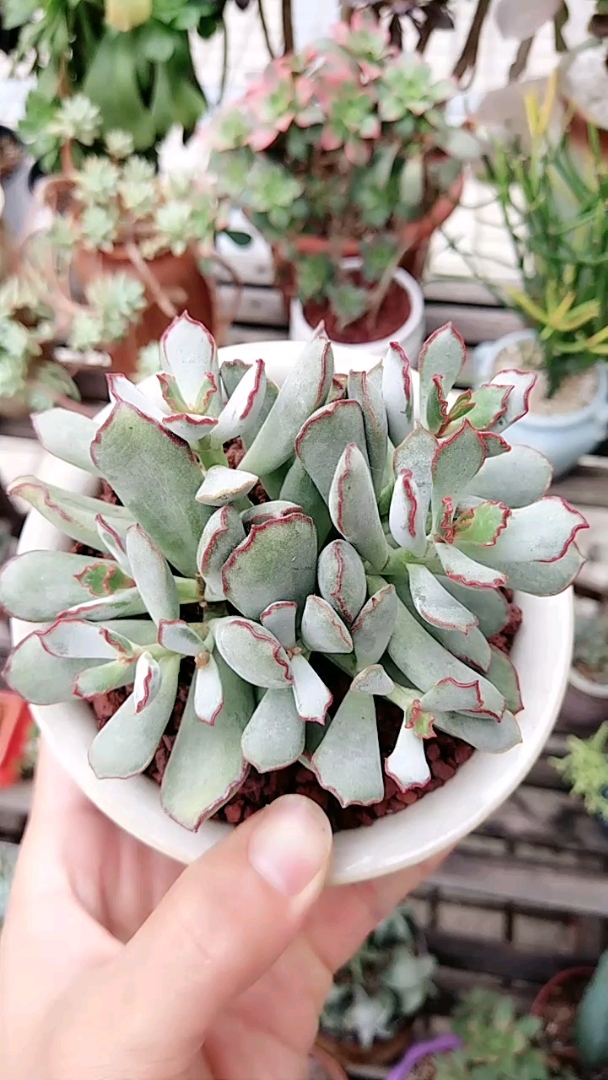 馨崎园艺多肉植物——巧克力线,带有红边,呈现巧克力色
