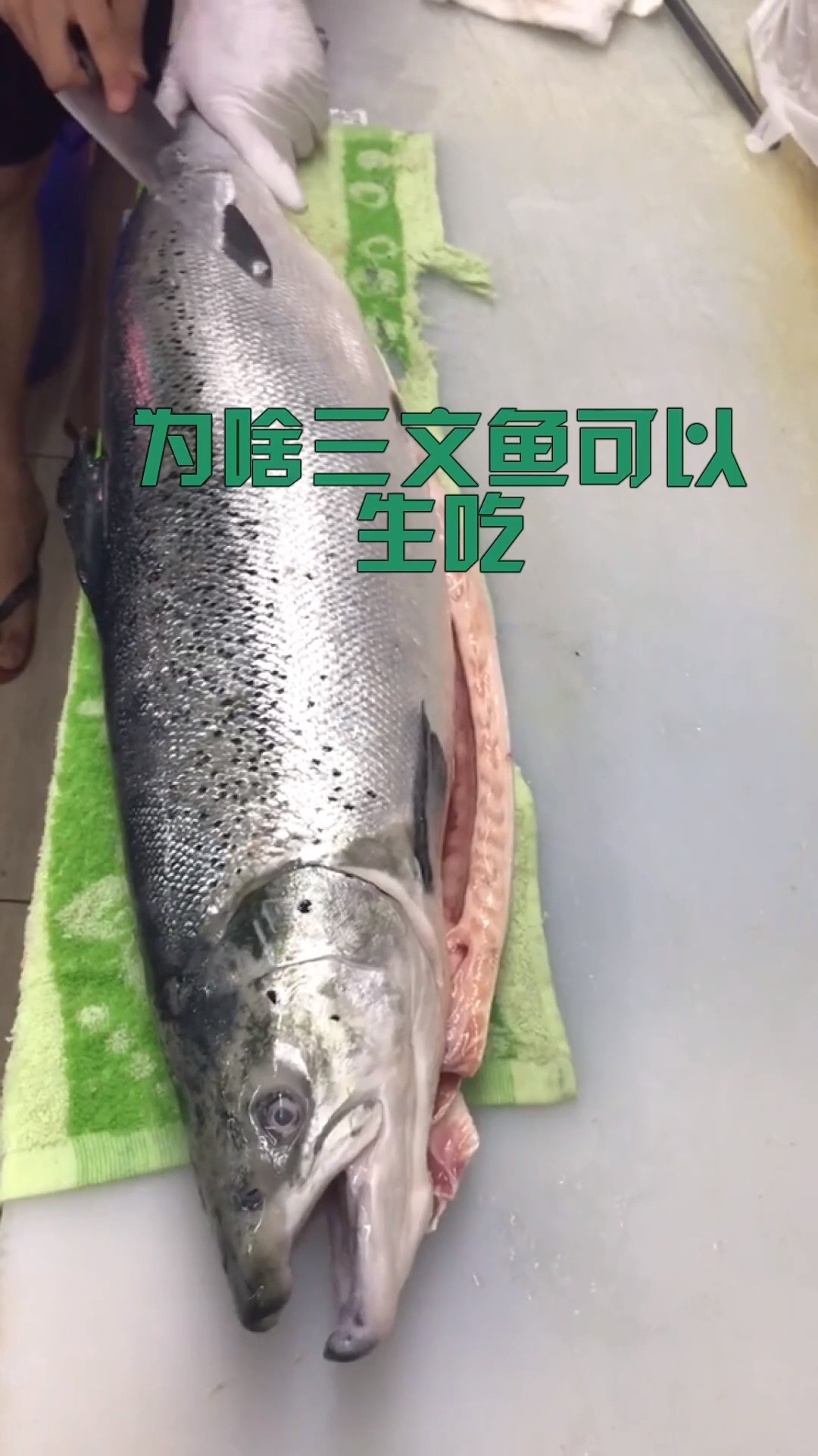 趣味冷知识,三文鱼为什么能生吃,不怕寄生虫吗