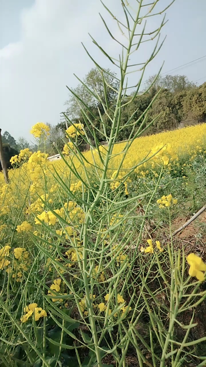 从油菜花变成油菜籽了