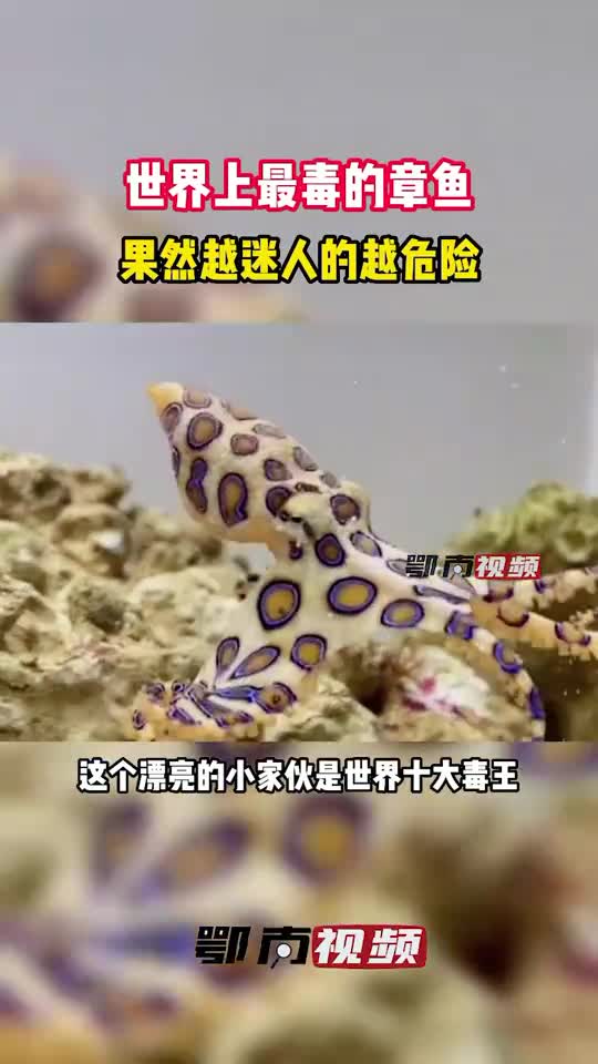 世界上最毒的章鱼,果然越迷人的越危险!#动物