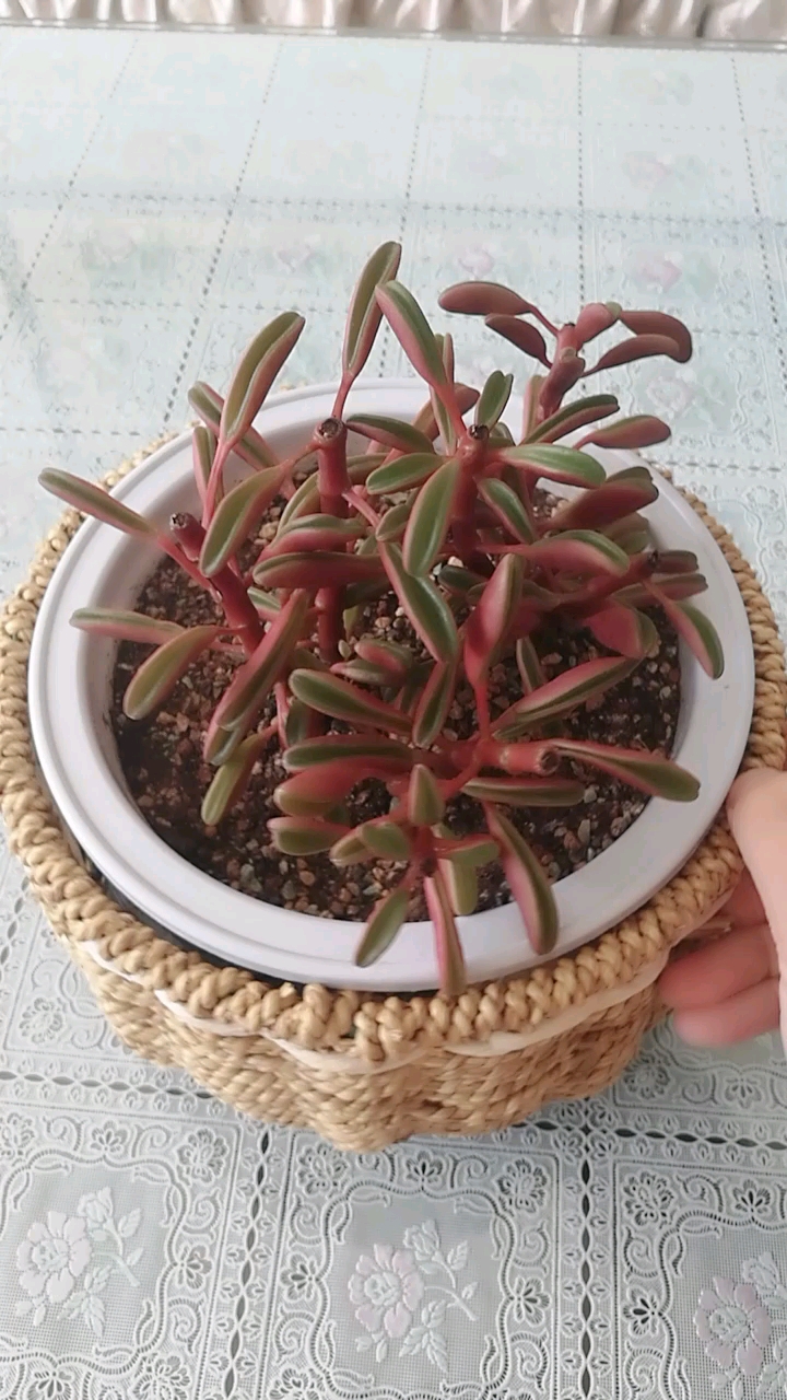 红背椒草 摸起来最舒服的多肉