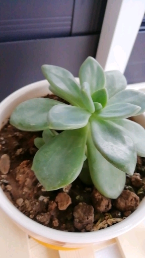 #多肉植物#美美哒么么哒