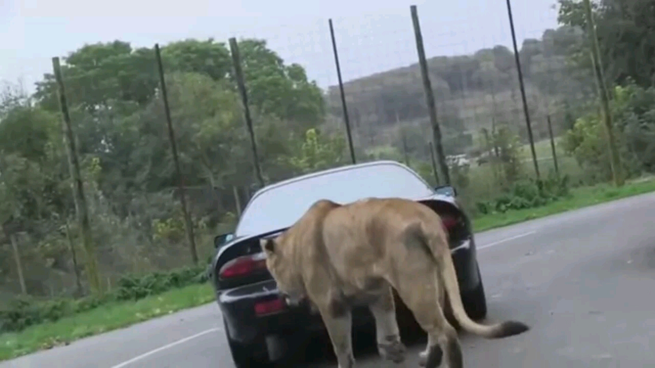 狮子咬住汽车屁股司机一脚油门轰下去结果发生意外