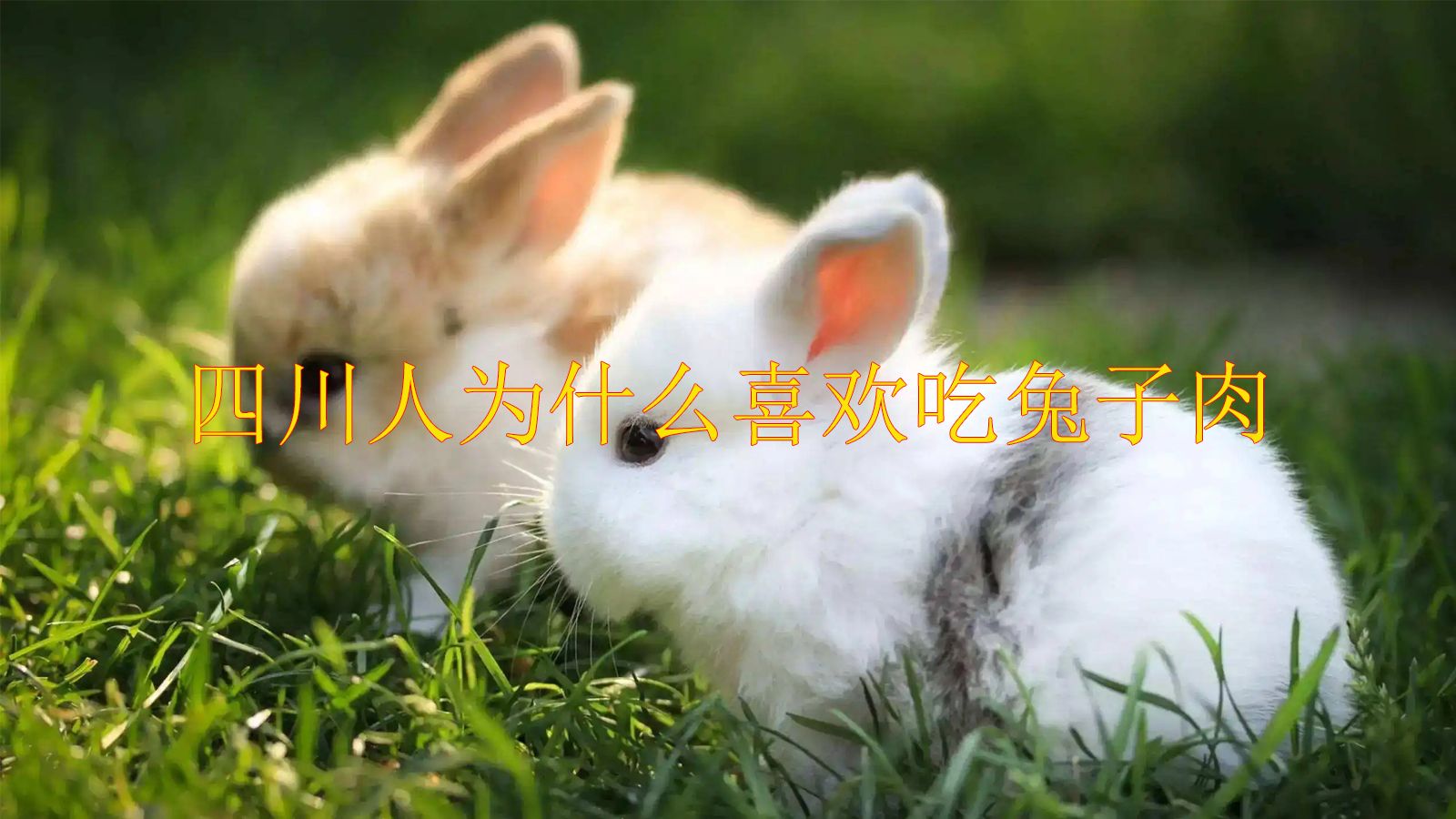 四川人为什么爱吃兔子?因为烹饪技术好!
