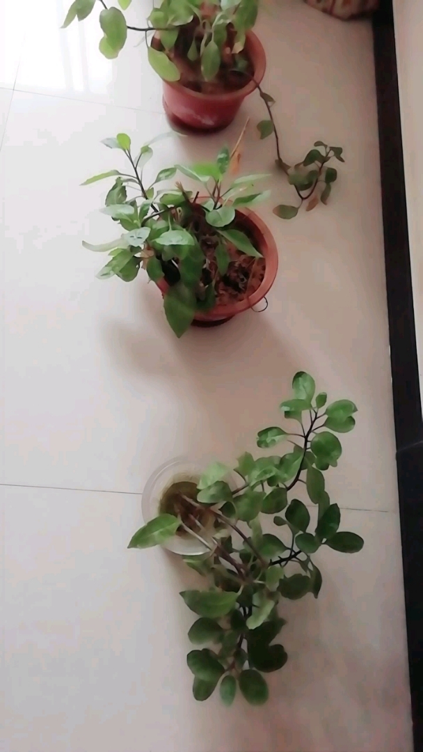 看似盆景有还有很多功效,猜猜看有什么功效……