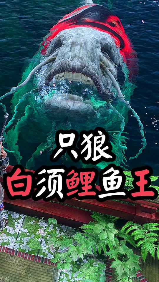 白须鱼王,传说吃了它的肉可以永生不死! #只狼  #只狼影逝二度  #游戏