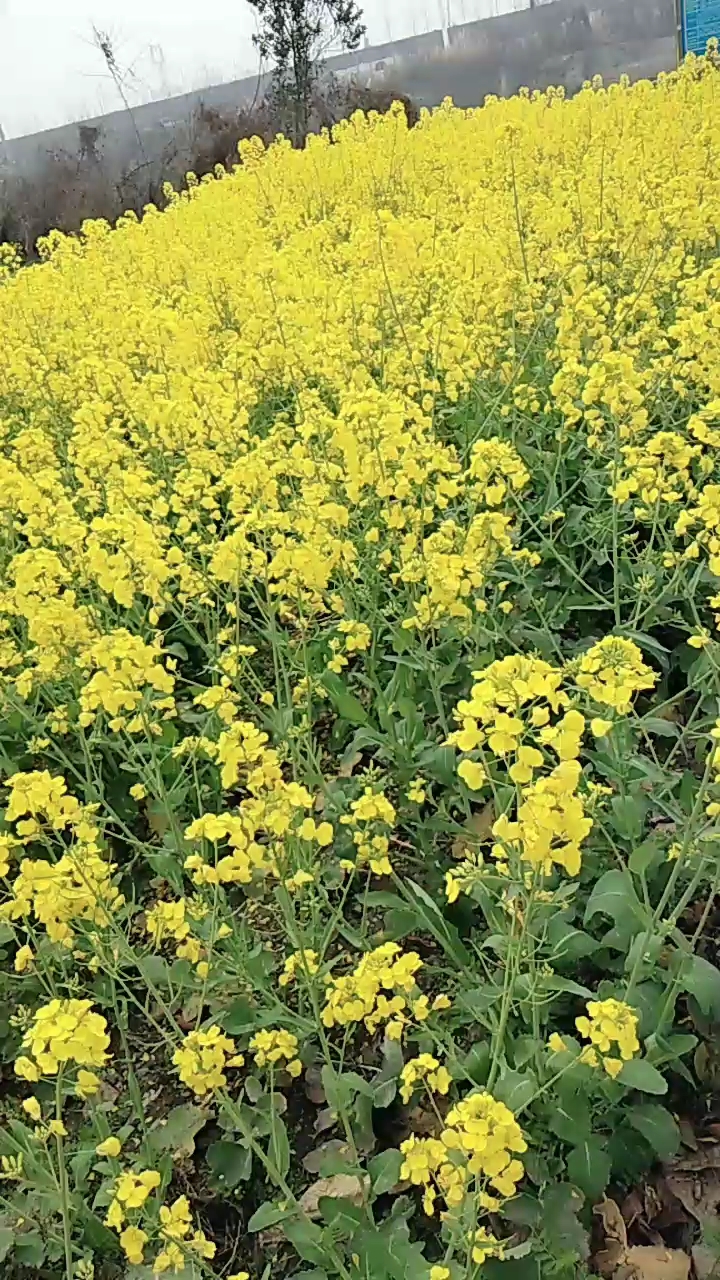好大一片油菜花田