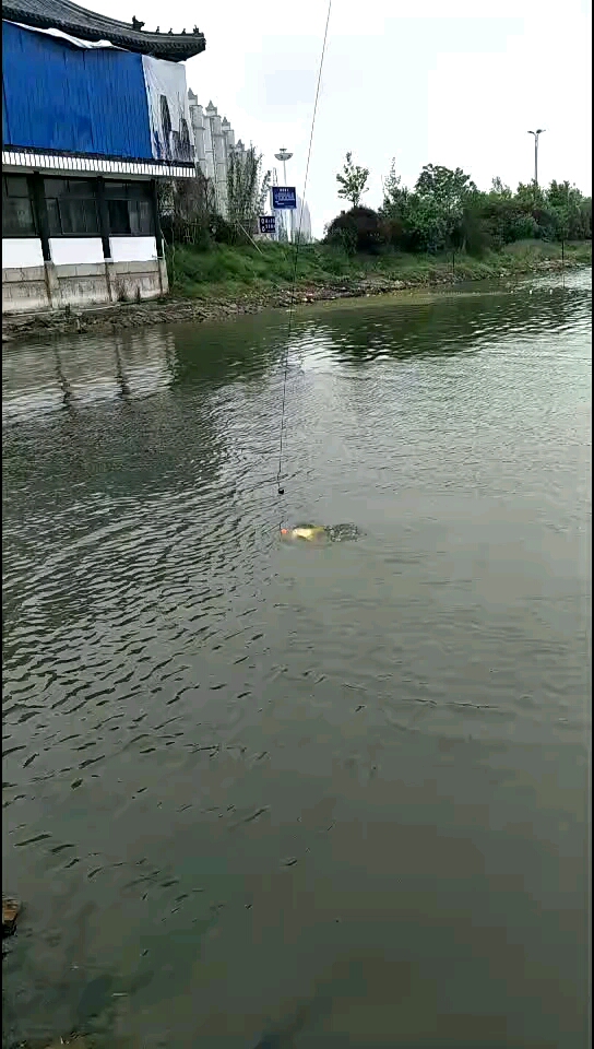可视锚鱼 