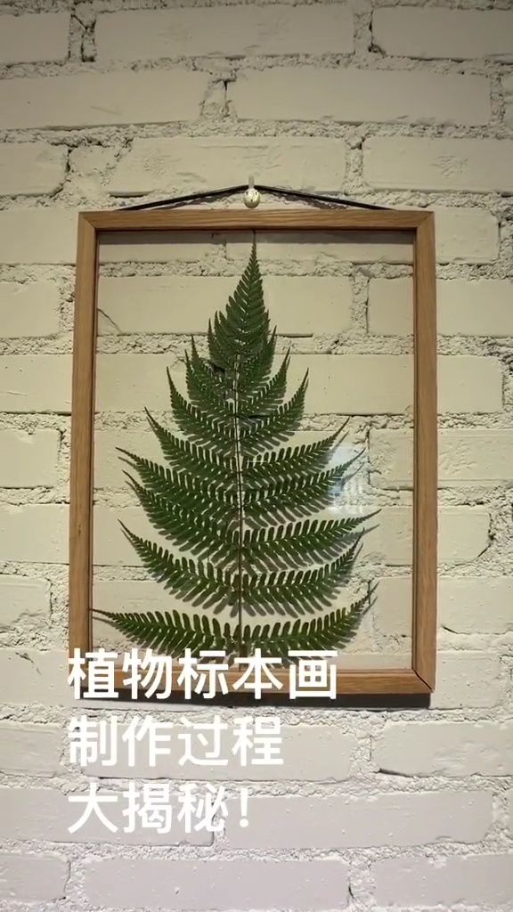 植物标本制作方法