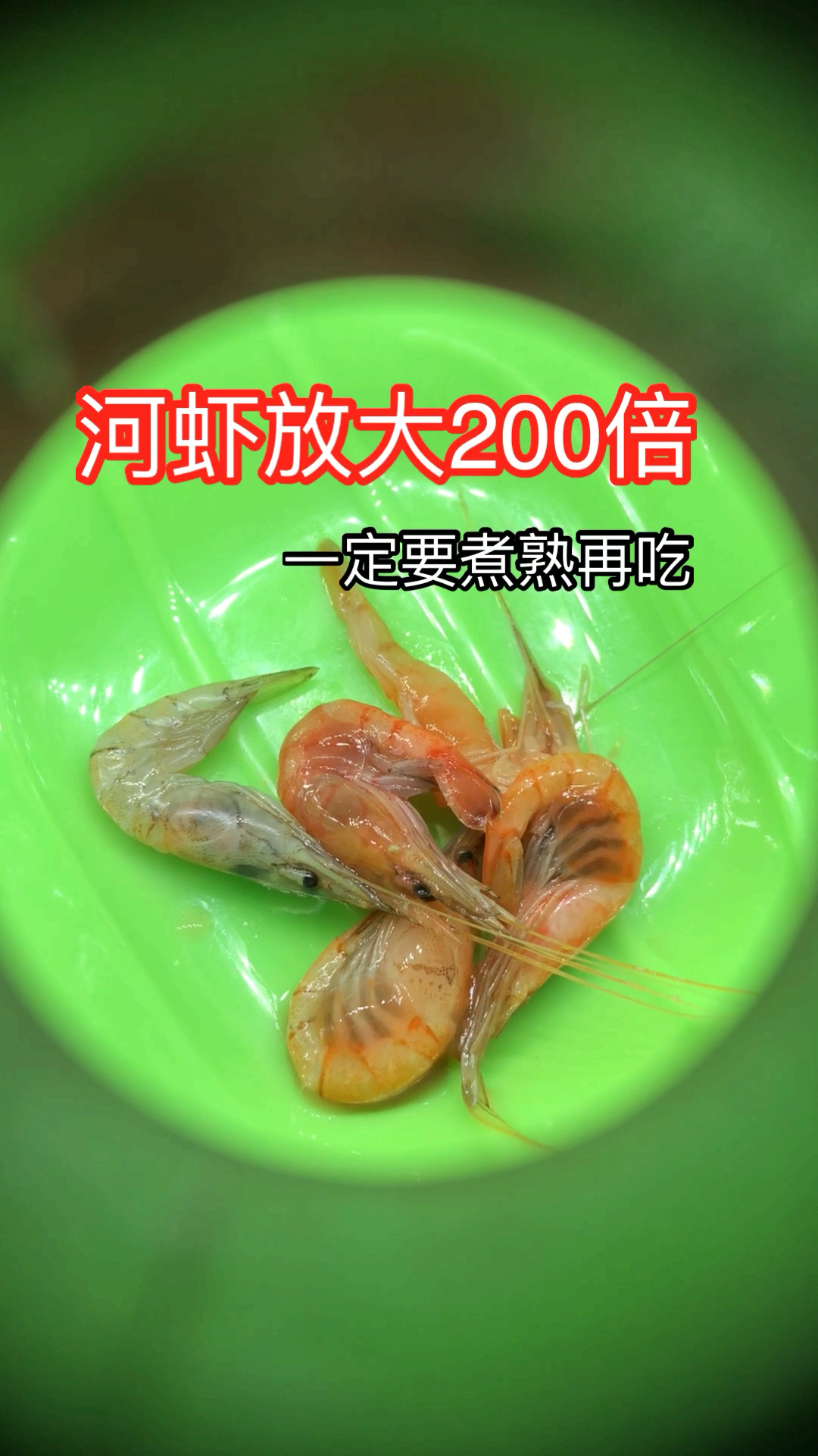 河虾放大200倍以后