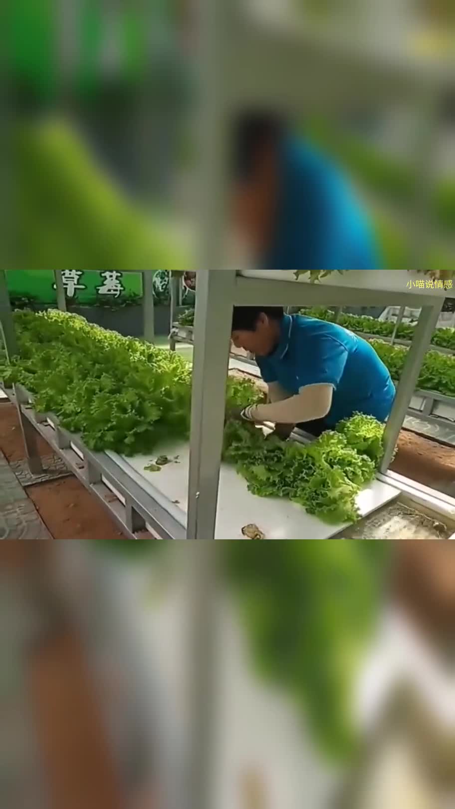 无土栽培的技术,种出来的菜非常干净,买回家冲冲就能吃