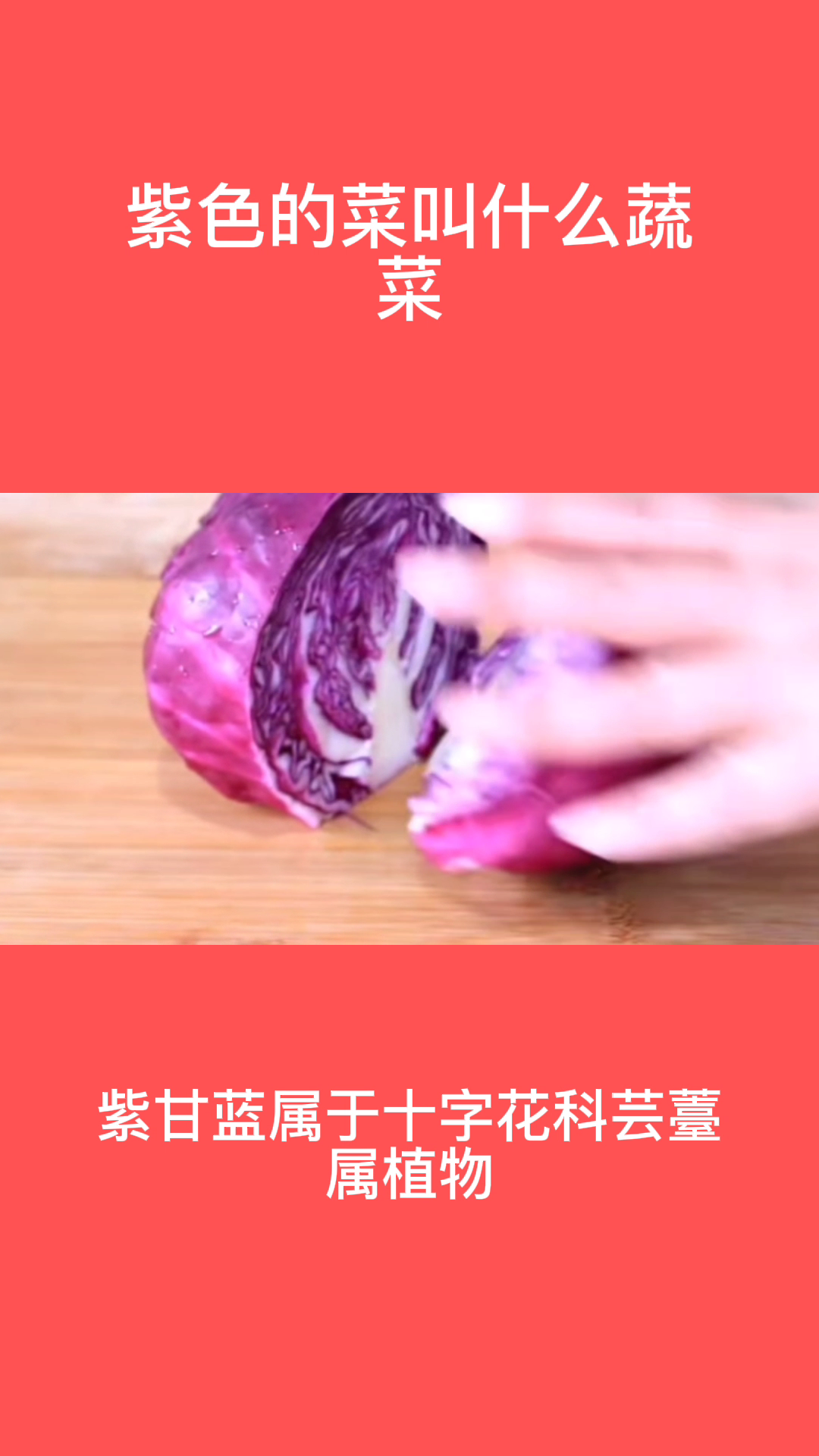 紫色的菜叫什么蔬菜
