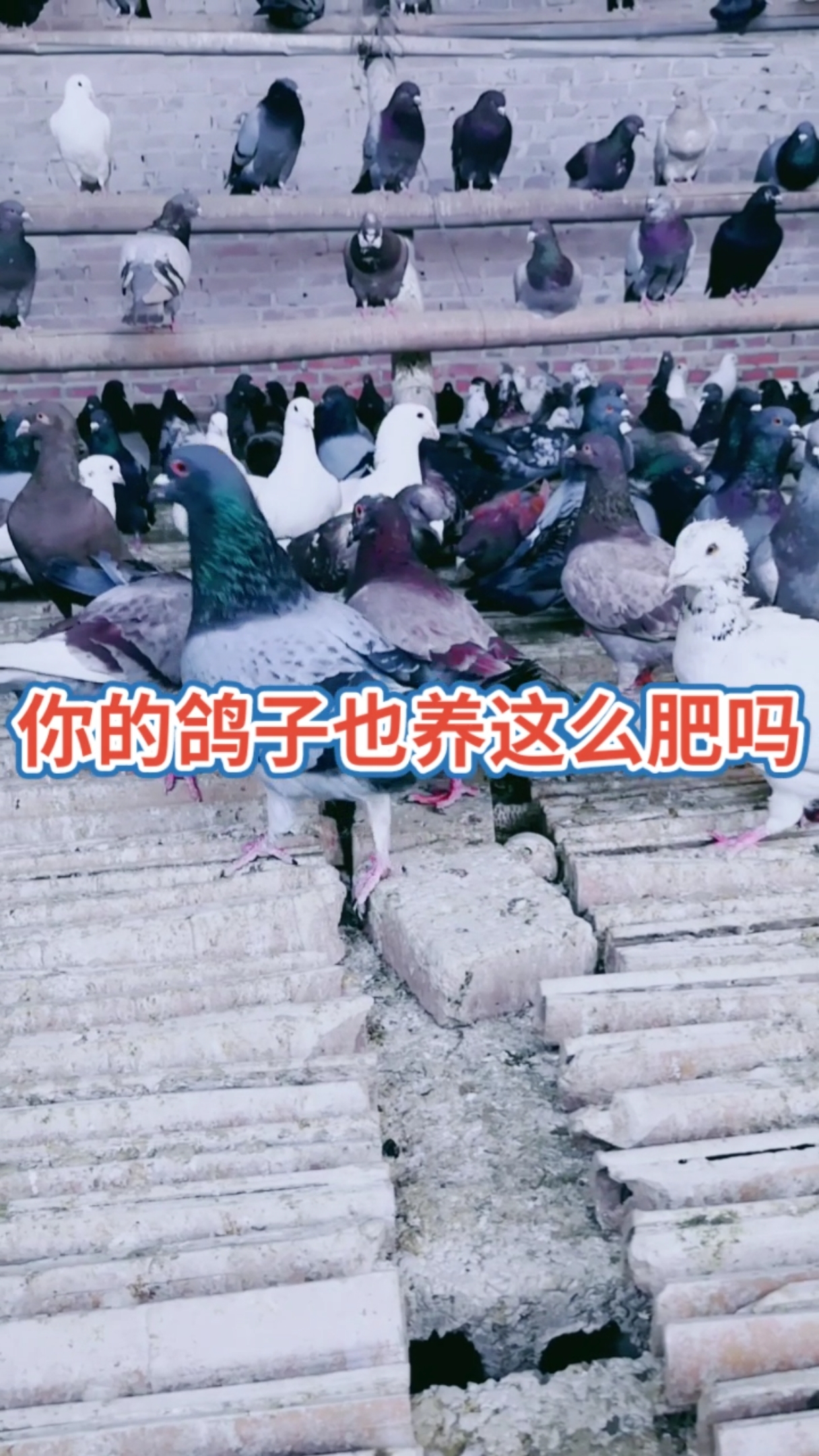 #大体肉鸽#这么肥的鸽子会飞吗