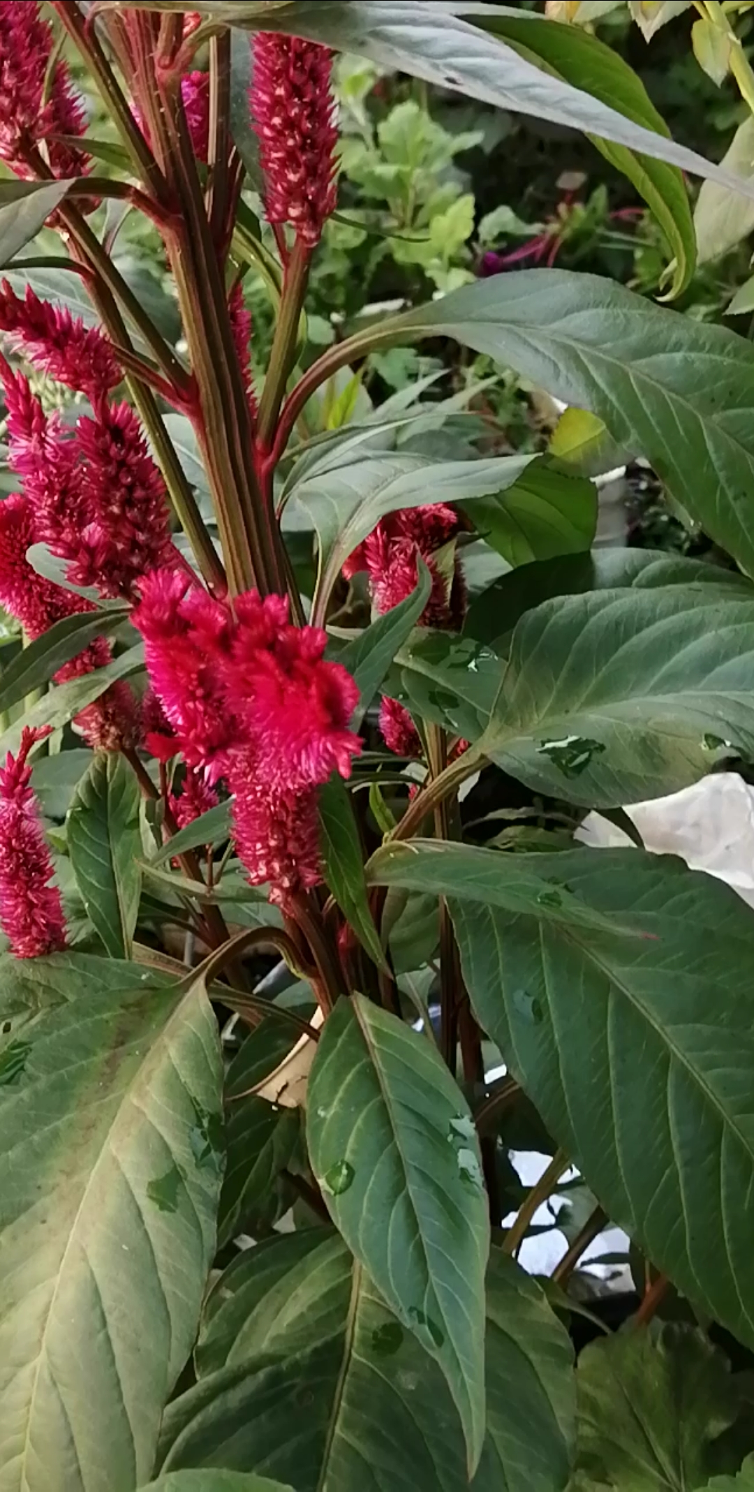 #夏天就要这么过#鸡冠花