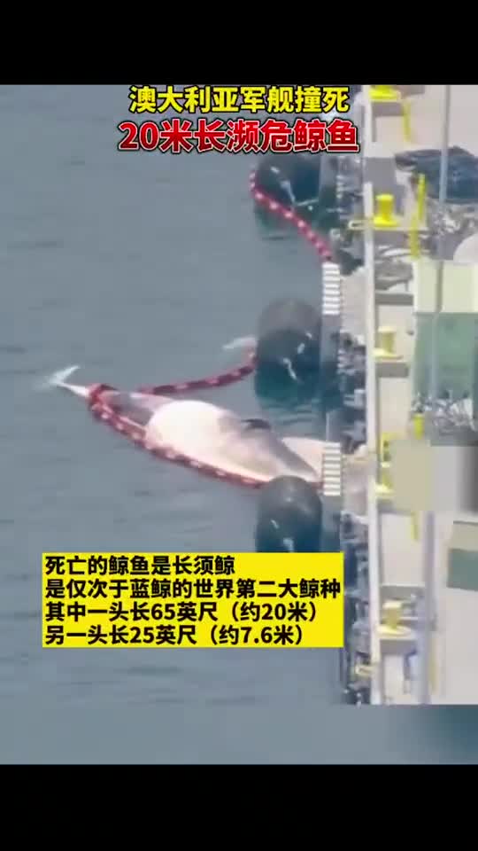 澳大利亚军舰撞死20米长的濒危鲸鱼,是世界第二大鲸种!