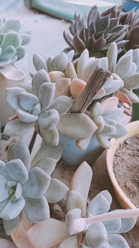 冬美人开花
