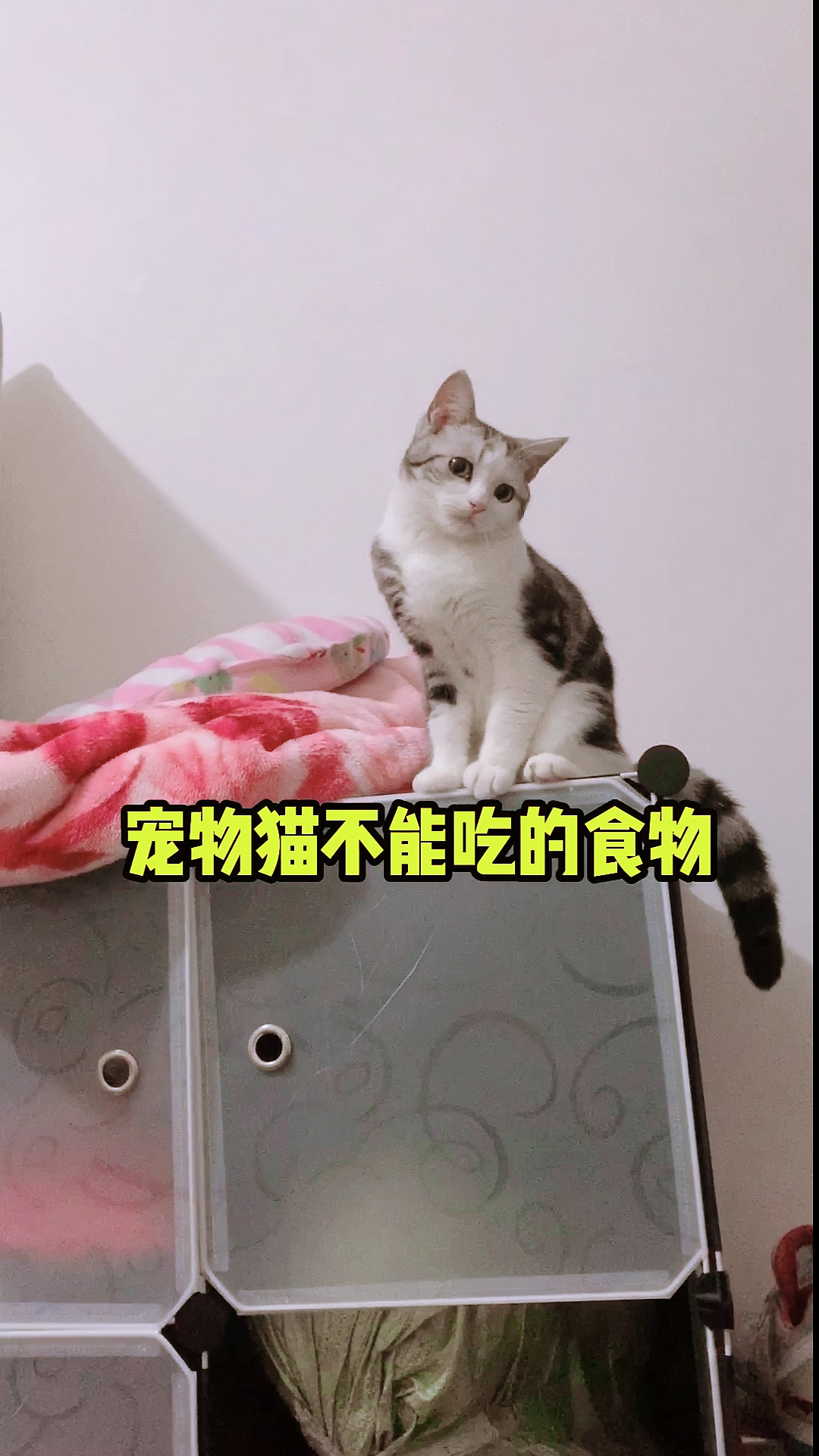 #神宠来袭#请一定记牢!