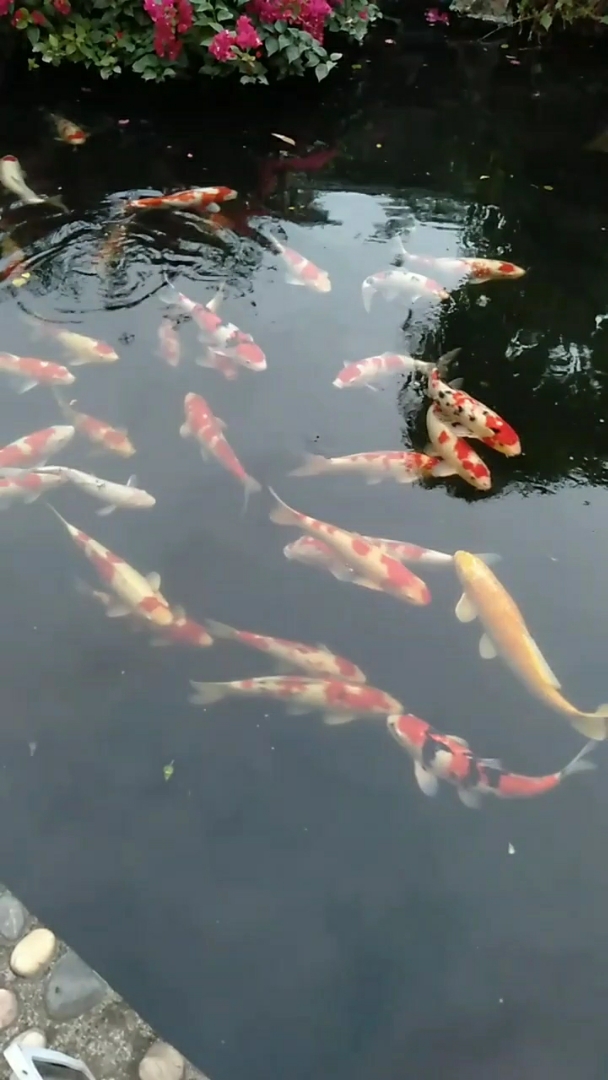 拍鱼日常