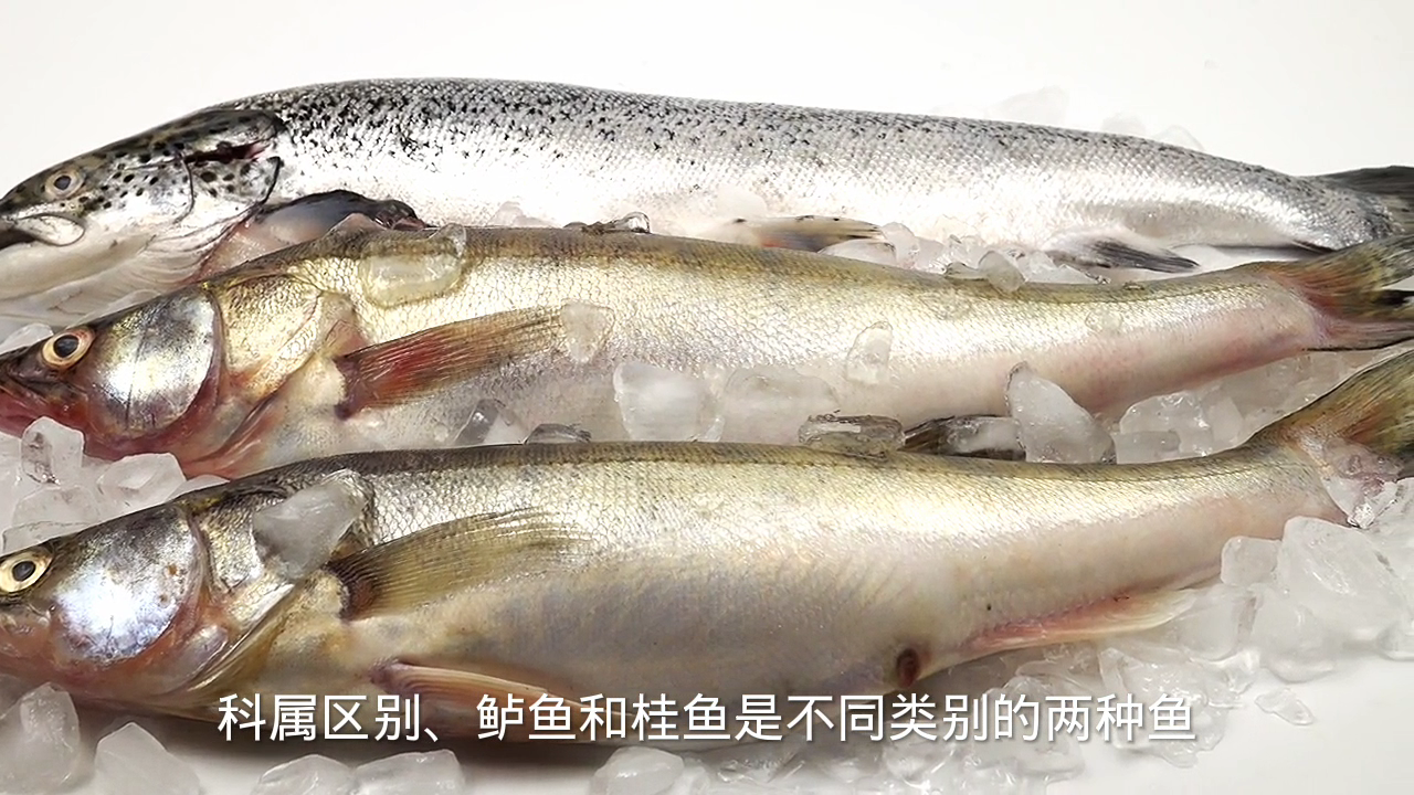 桂鱼和鲈鱼的区别?