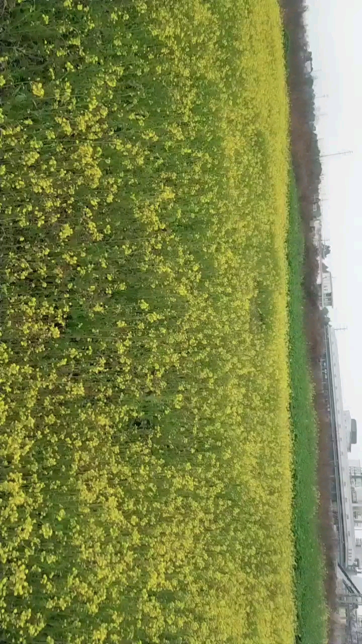 菜子花花非黄