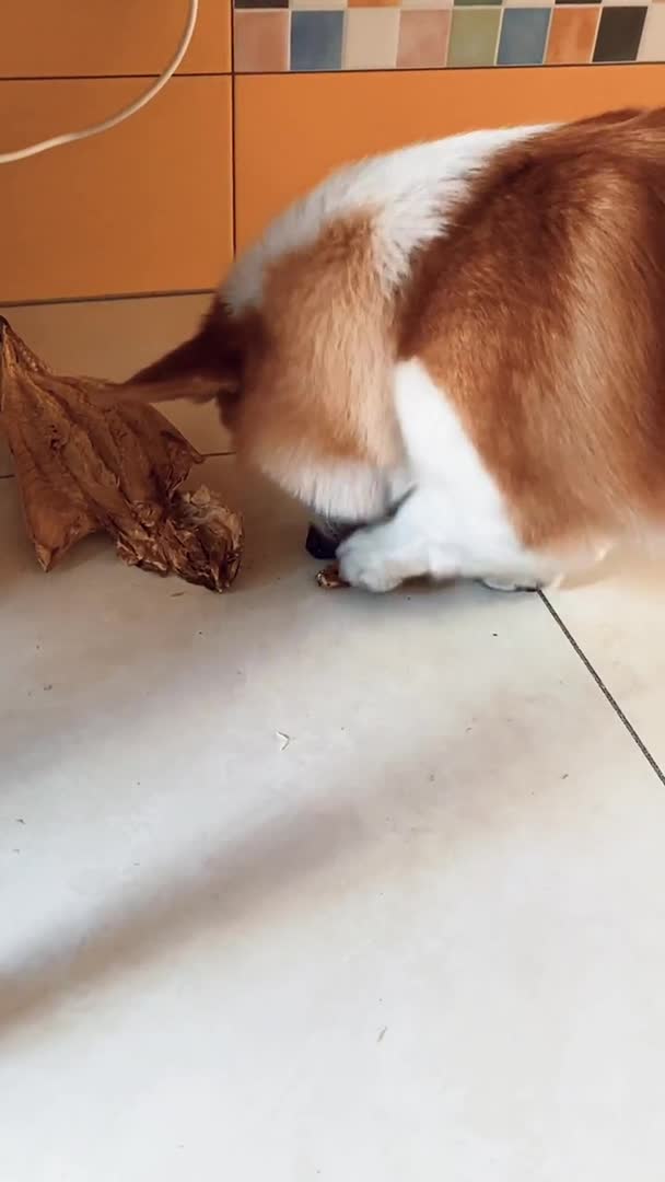 #我要上热门#.精神小狗宠物吃播柯基你最萌吃个明太鱼头吧～