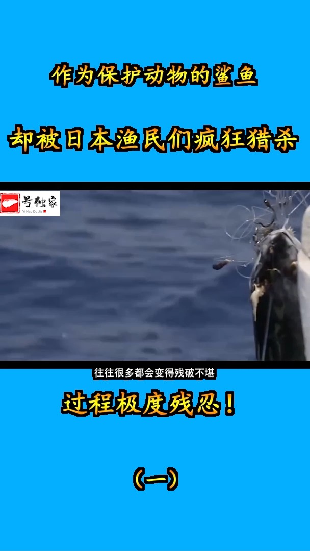 作为保护动物的鲨鱼,却被日本渔民们疯狂猎杀,过程极度残忍!(一)