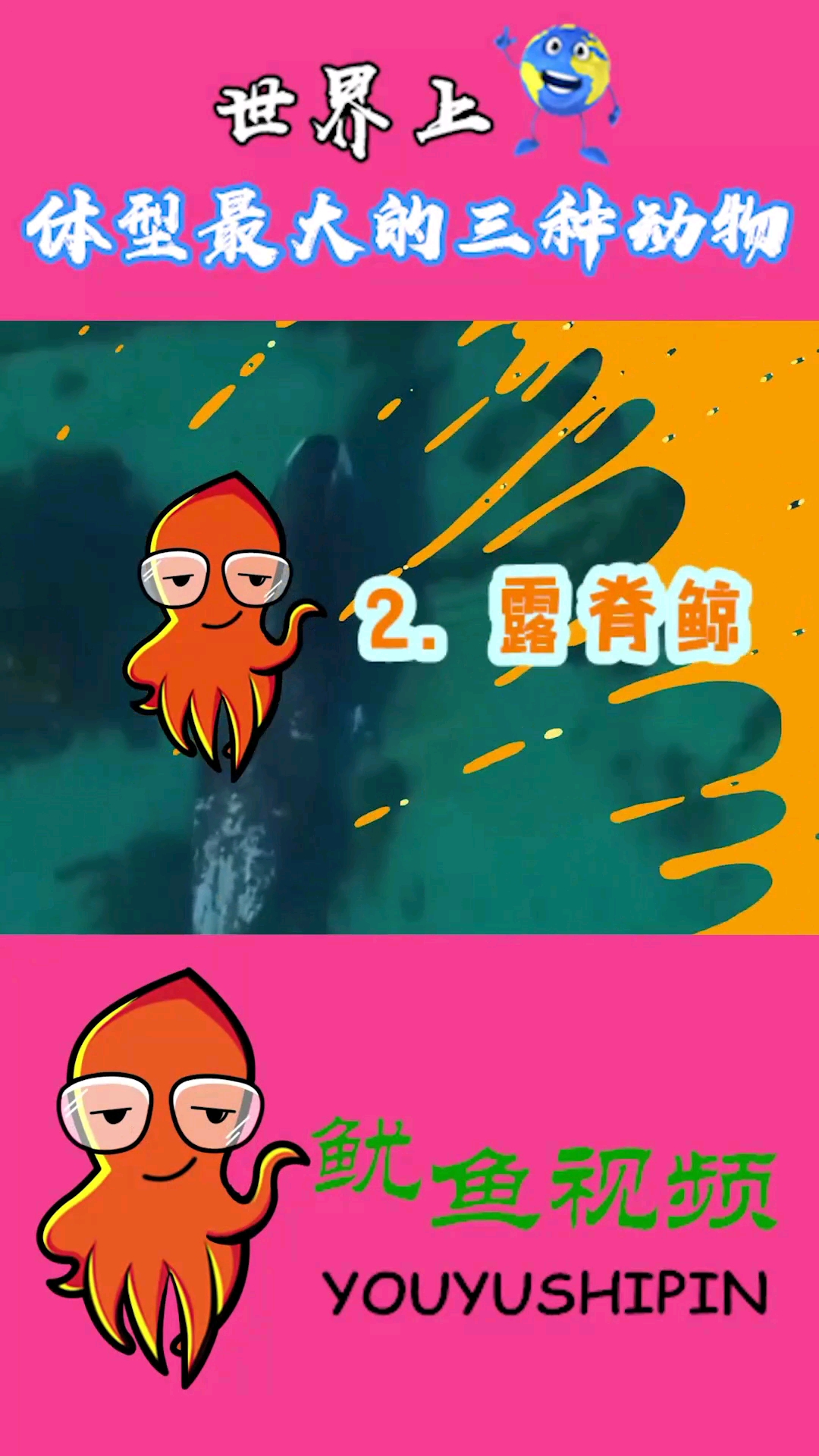 世界上。休型最大的三种动物。2露脊鲸。鱿鱼视频
