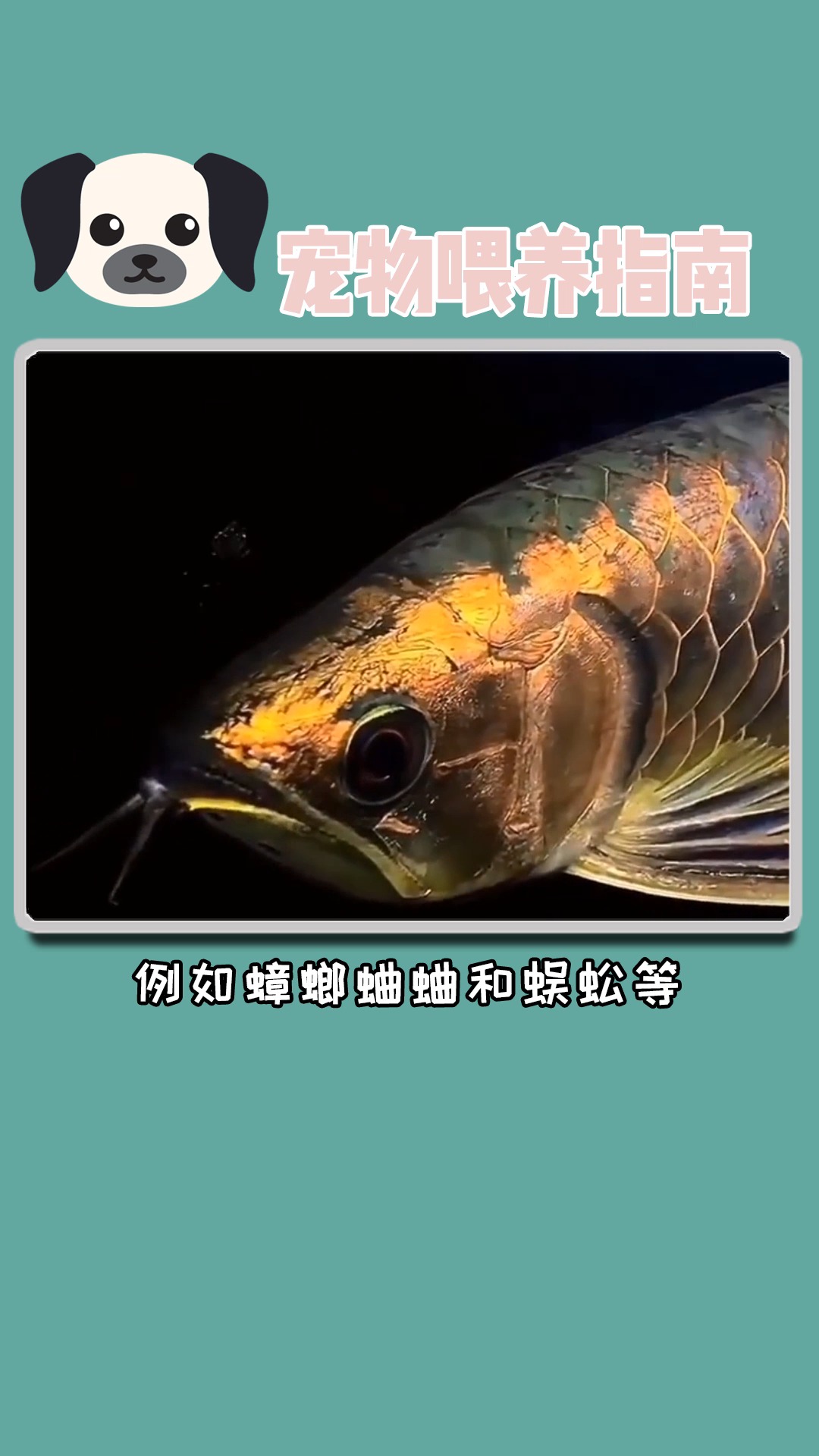 #独竖一知##好知识##金龙鱼#饲养金龙鱼有哪些注意事项呢?快来抄作业了