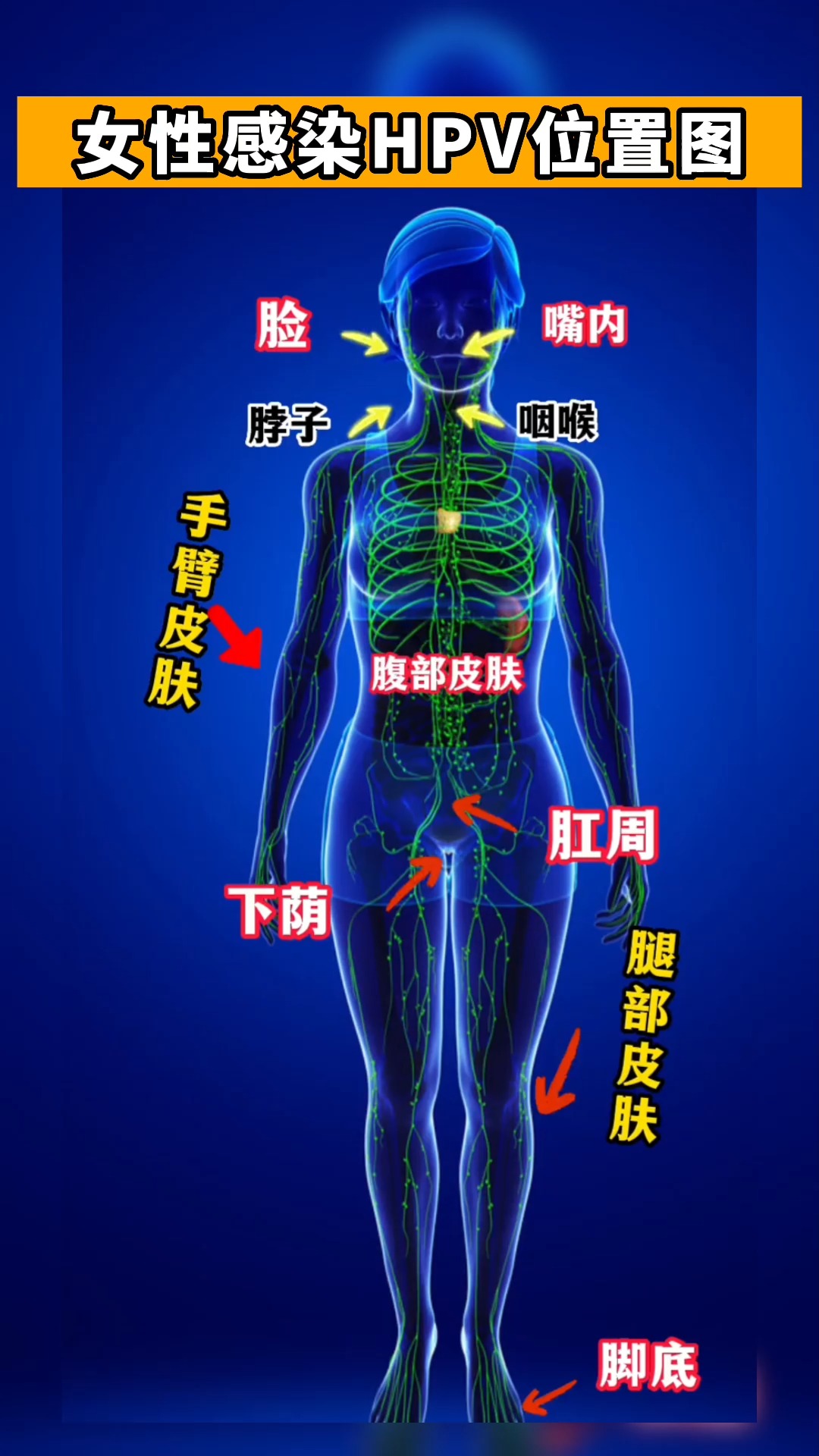 #关爱女性健康#女性感染hpv位置图