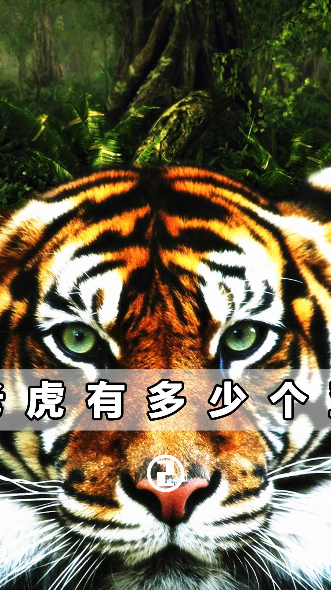 #老虎#老虎数量不多了,要加以重视!