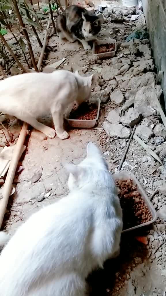 关爱流浪猫今天是祖国母亲的生日,祝大家国庆节快乐!今天的伙食是猫粮和袋鼠肉,毛孩子们可喜欢