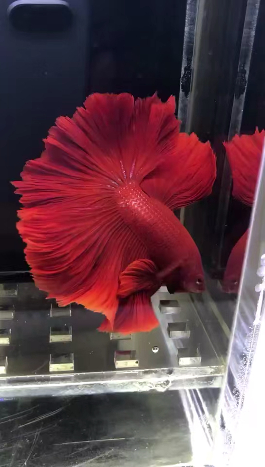 扇子鱼
